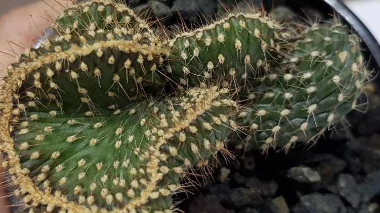 Opuntia Fulgida Cristata Kıvrımlı Beyin Kaktüs