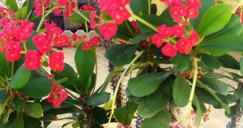 Mini Euphorbia Milii Kaktüs Dikenler Tacı (5. Luk Saksıda)