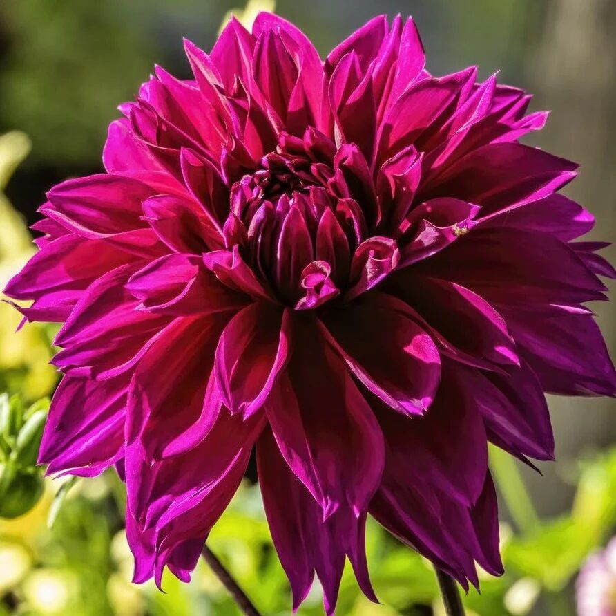 Dev Çiçekli Thomas Edison Dahlia Yıldız Çiçeği Yumrusu (1 adet )