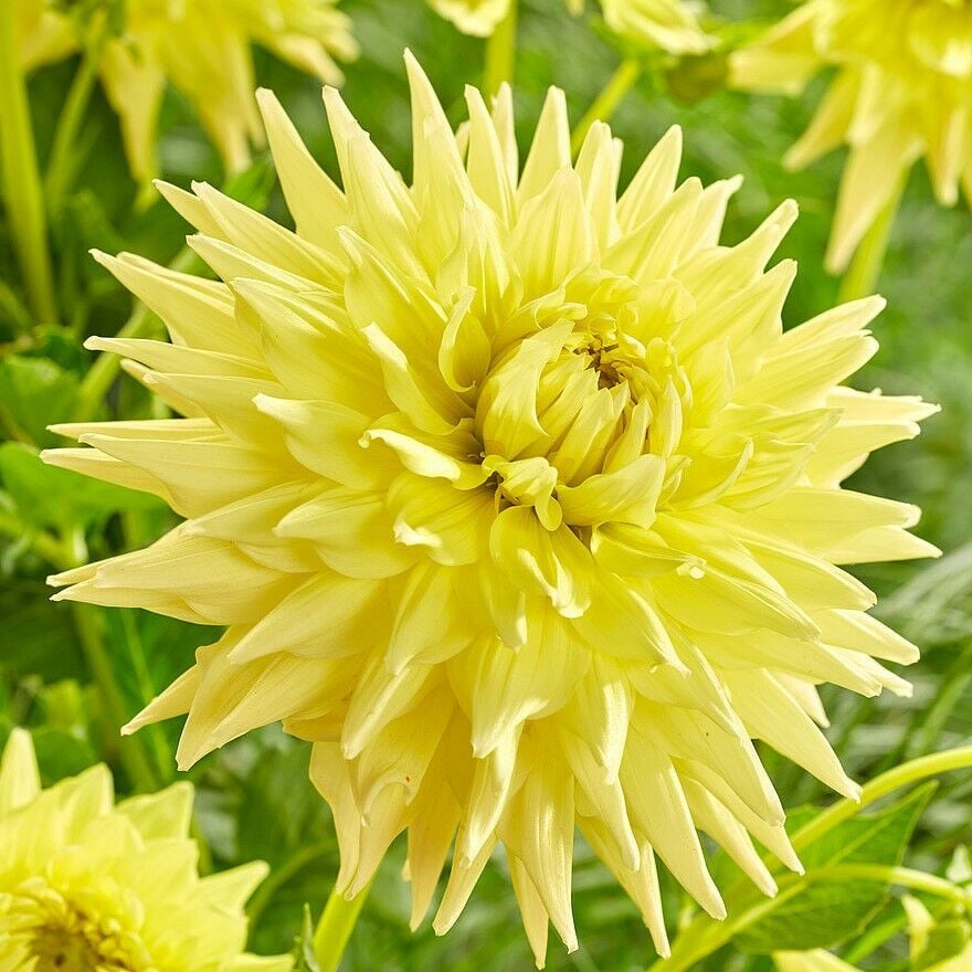 Dev Çiçekli Trooper Dan Dahlia Yıldız Çiçeği Yumrusu (1 adet )