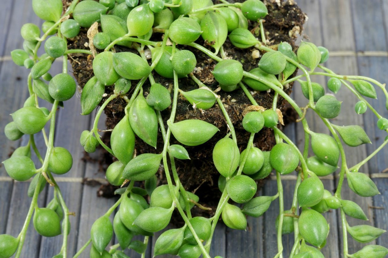 Klenia Rowleyanus Tesbih Çİçeği Sukulent ( 5 Lik Saksıda )