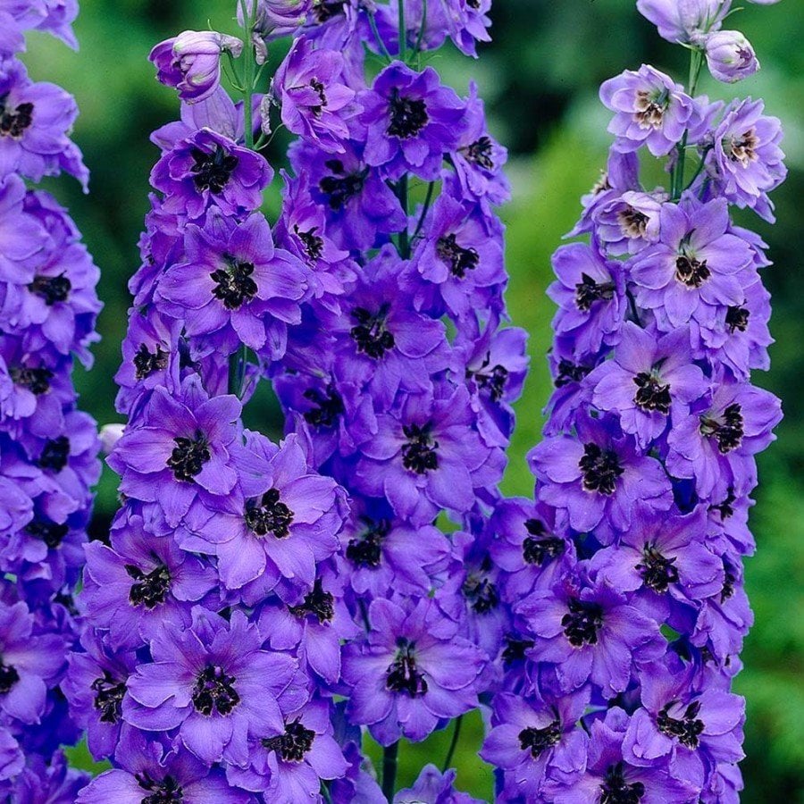 Mavi Renkli Delphinium (Hezaren) Çiçeği Tohumu(50 tohum)