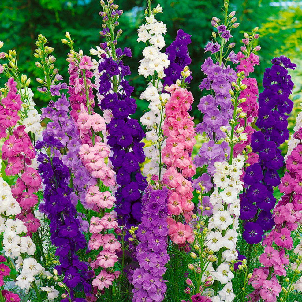 Karışık renkli Hezaren(Delphinium) Çiçeği (450 tohum)