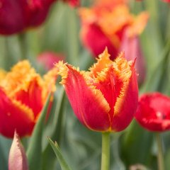 Özel Aleppo Fırfırlı Lale Soğanı (5 adet)