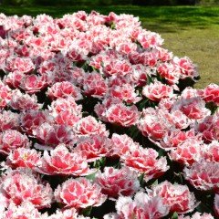 Özel Brest Pembe Fırfırlı Lale Soğanı(5 adet)