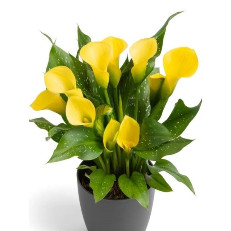 Sarı Renkli Zantedeschia Hanoi Gala (Calla) Çiçeği Soğanı (1 Adet)
