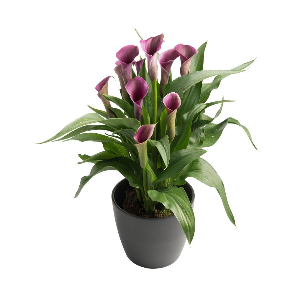 Black Zantedeschia Outback Gala (Calla) Çiçeği Soğanı (1 Adet)