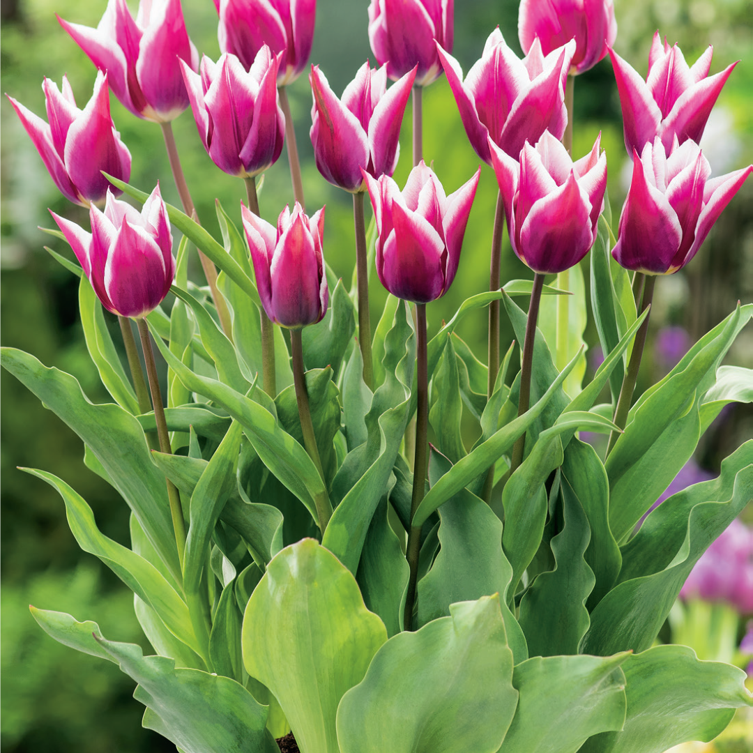 Özel Claudia Lila Beyaz Lale Soğanı (5 adet)