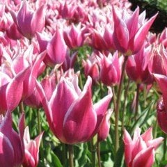 Özel Claudia Lila Beyaz Lale Soğanı (5 adet)