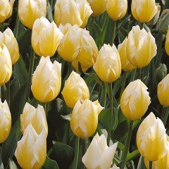 Özel Cream Cocktail Lale Soğanı (5 adet)