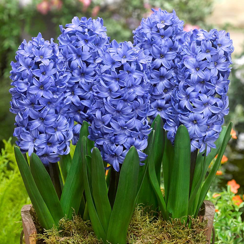 Mavi Delft Blue Sümbül Hyacinthus Soğanı (3 adet)