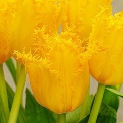 Özel Crispy Gold Sarı Fırfırlı Lale Soğanı (4 adet)