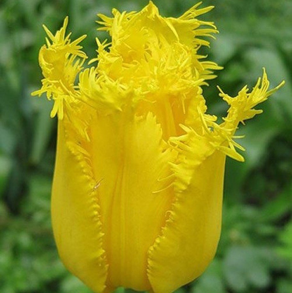 Özel Crispy Gold Sarı Fırfırlı Lale Soğanı (4 adet)