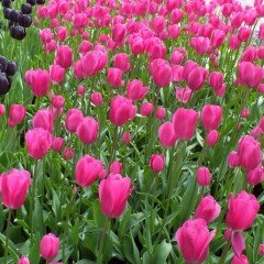 Özel Don Quichotte Pembe Lale Soğanı (5 adet)