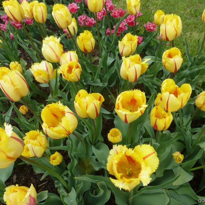 Özel Flamenco Fırfırlı Lale Soğanı (5 adet)