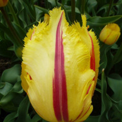 Özel Flamenco Fırfırlı Lale Soğanı (5 adet)