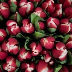 Özel Furand Kırmızı Beyaz Lale Soğanı (5 adet)