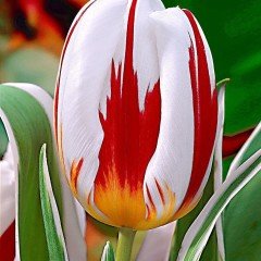 Özel Happy Generation Çift Renkli Lale Soğanı (5 adet)