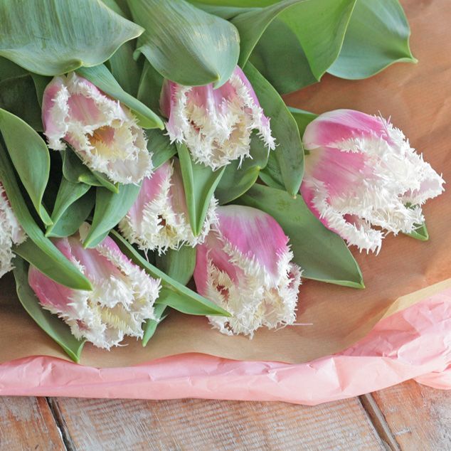 Özel Hawaii Fırfırlı Lale Soğanı (5 adet)