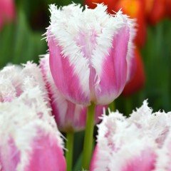 Özel Hawaii Fırfırlı Lale Soğanı (5 adet)