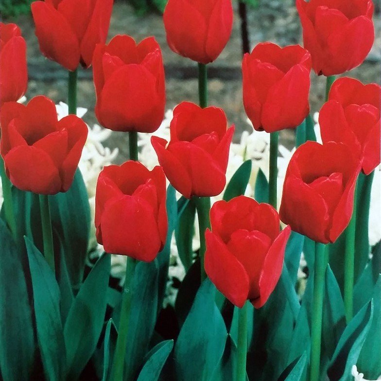 Özel İlle De France Lale Soğanı (5 adet)