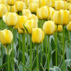 Özel Jaap Groot Lale Soğanı (5 adet)