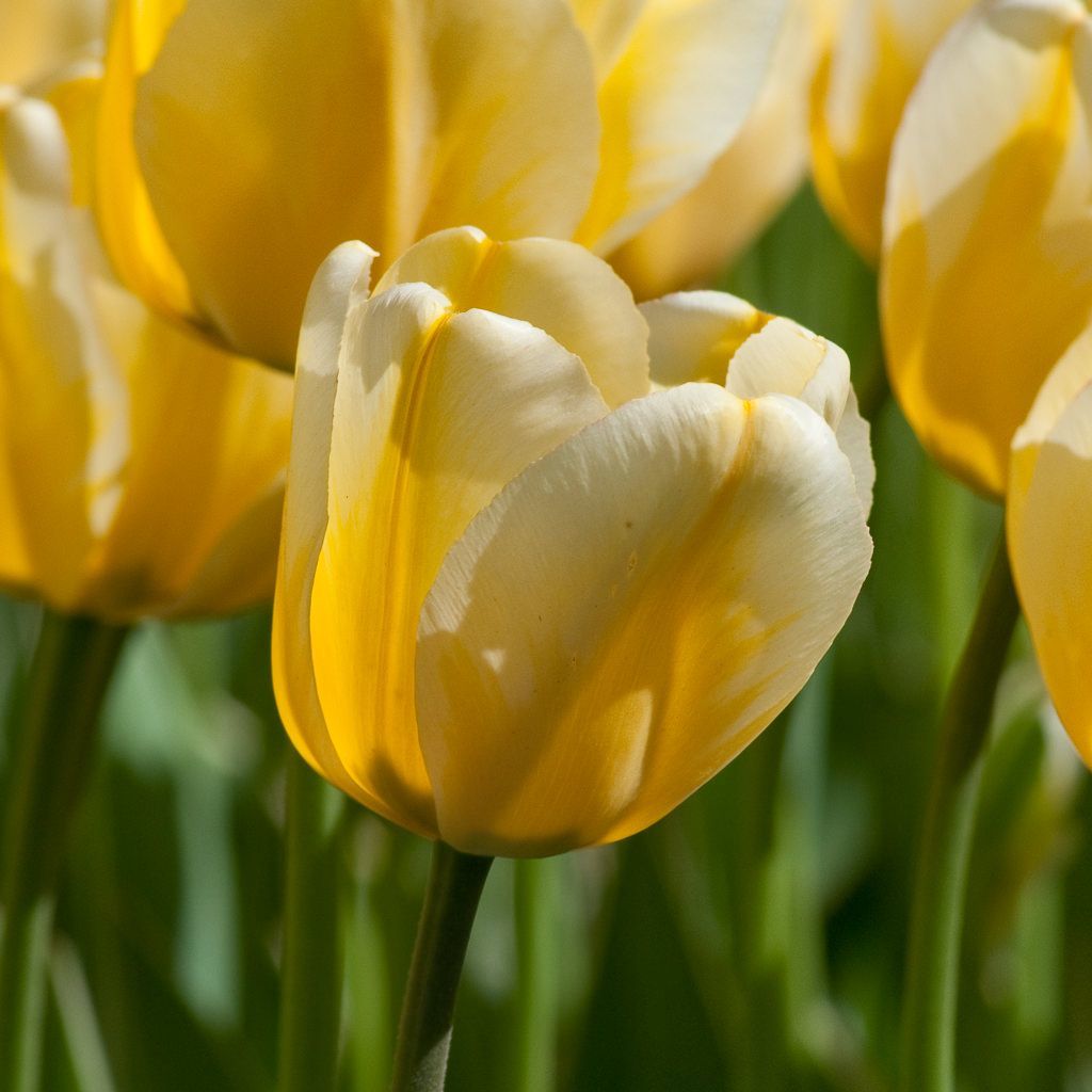 Özel Jaap Groot Lale Soğanı (5 adet)