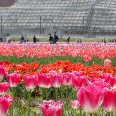 Özel Jinkhe İri Kafa Lale Soğanı (5 adet)