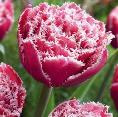 Özel Joy of Spring Fırfırlı Lale Soğanı (5 adet)