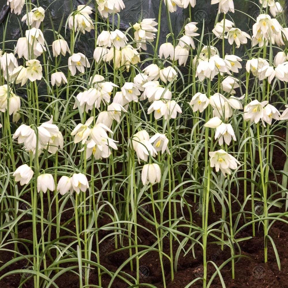 Özel Fritillaria Alba Beyaz Ters Lale Soğanı (1 adet)