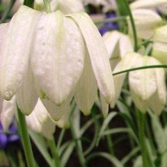 Özel Fritillaria Alba Beyaz Ters Lale Soğanı (1 adet)
