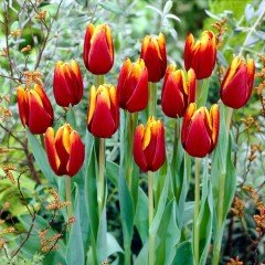 Özel Katmerli Bonanza Lale Soğanı (5 adet)