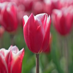 Özel Leo Visse Lale Soğanı( 5 adet)