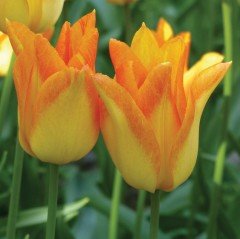 Özel Moonblush Osmanlı Lale Soğanı (5 adet)