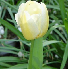 Özel Pays bass Beyaz Krem Lale Soğanı (5 adet)