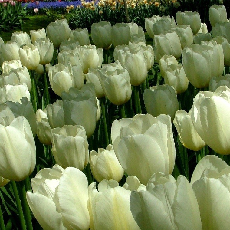 Özel Pays bass Beyaz Krem Lale Soğanı (5 adet)