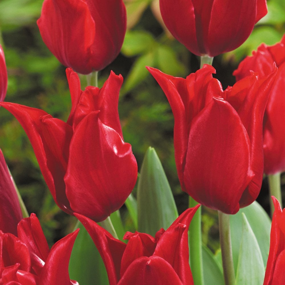 Özel Pretty Woman Osmanlı Kırmızı Lale Soğanı (5 adet)