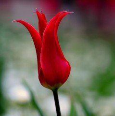 Özel Pretty Woman Osmanlı Kırmızı Lale Soğanı (5 adet)