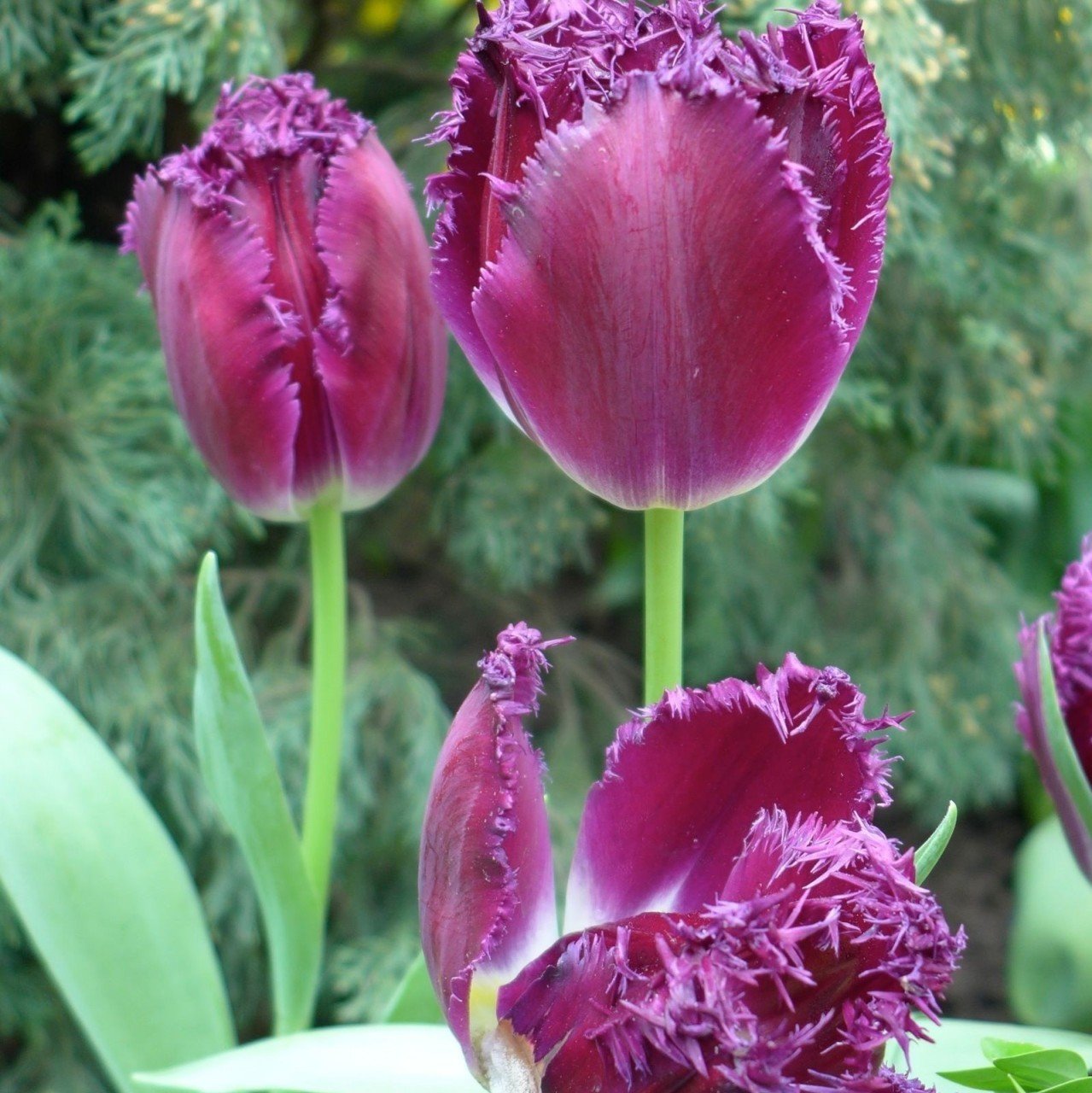 Özel Purple Crystal Fırfırlı  Lale Soğanı (5 adet)