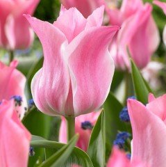 Özel Miss Elegance Uzun Boylu İri Çiçekli Lale Soğanı (5 adet)