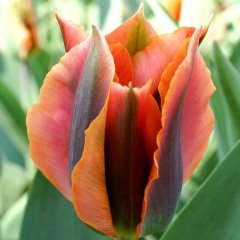 Özel Renk Artist Pastel Renkli Lale Soğanı (5 adet)