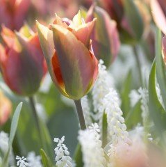 Özel Renk Artist Pastel Renkli Lale Soğanı (5 adet)