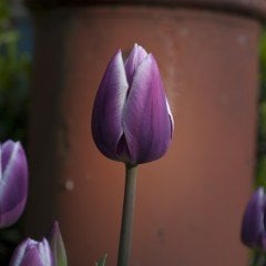 Özel Synaeda Blue Mavi Beyaz Lale Soğanı( 5 adet)