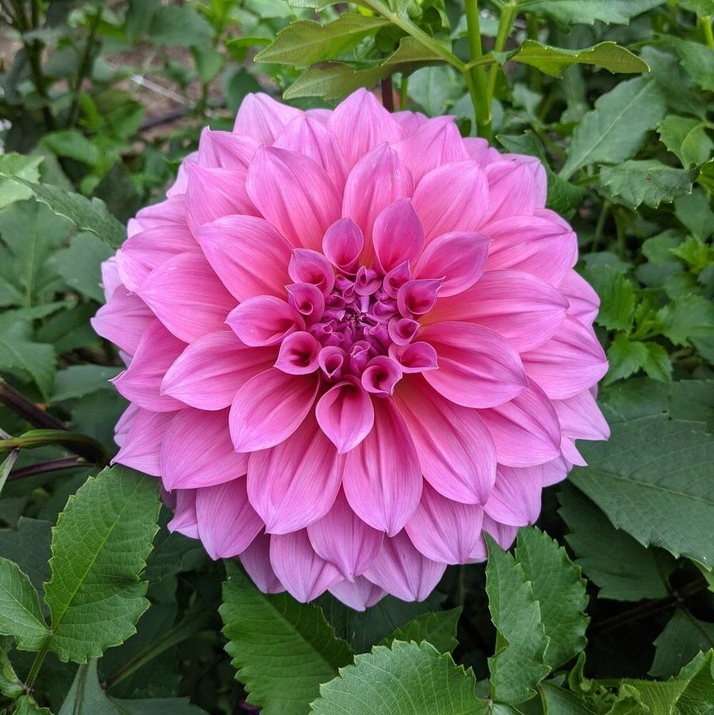 Dev Çiçekli Arthur Hambley Dahlia Yıldız Çiçeği Yumrusu (1 adet )