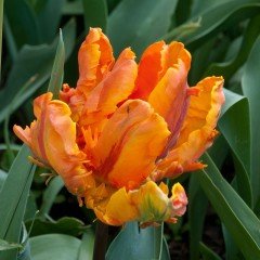 Özel Tricolour Flower Power Lale Soğanı (5 adet)