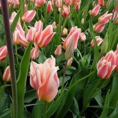 Özel Quebec İki Kafalı Lale Soğanı (5 adet)