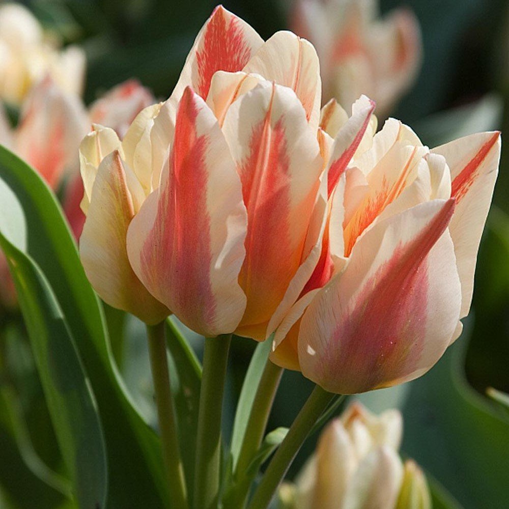 Özel Quebec İki Kafalı Lale Soğanı (5 adet)