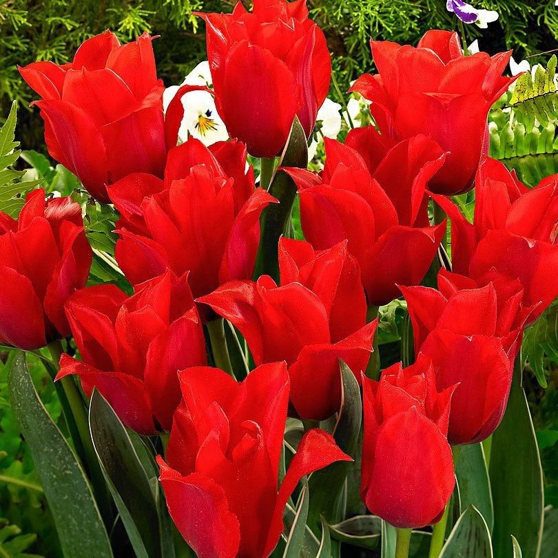 Özel Rob Verlinden Lale Soğanı (5 adet)