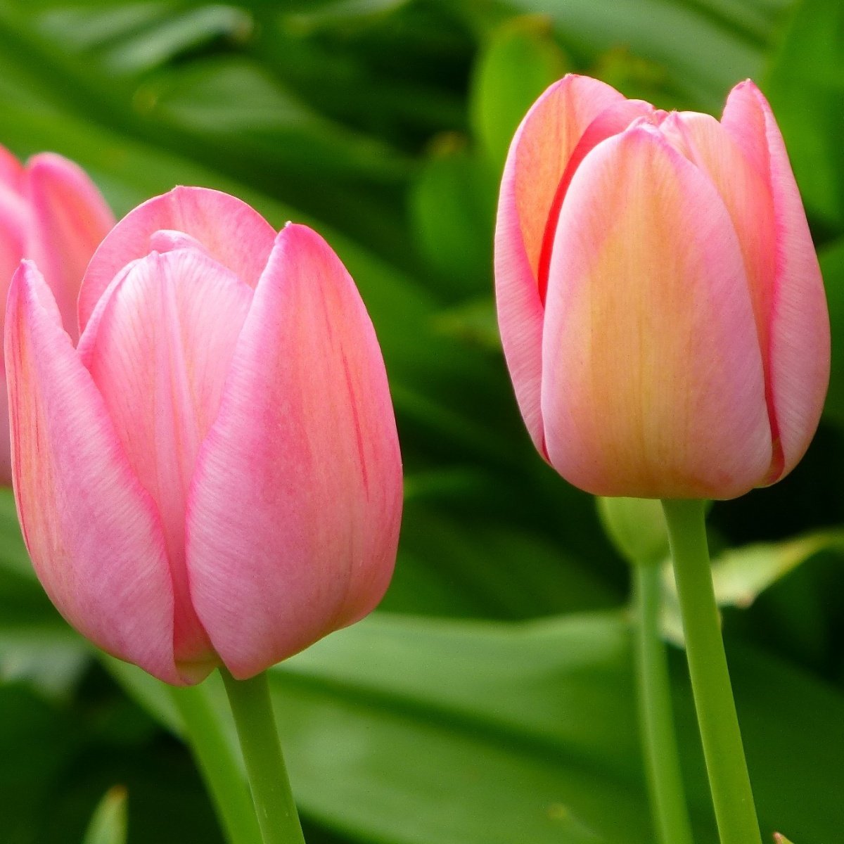 Wendy Love Lale Soğanı (5 adet)