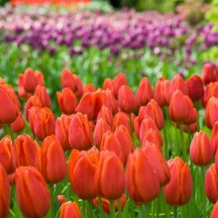 Özel Turuncu Orange Cassini Lale Soğanı (5 adet)